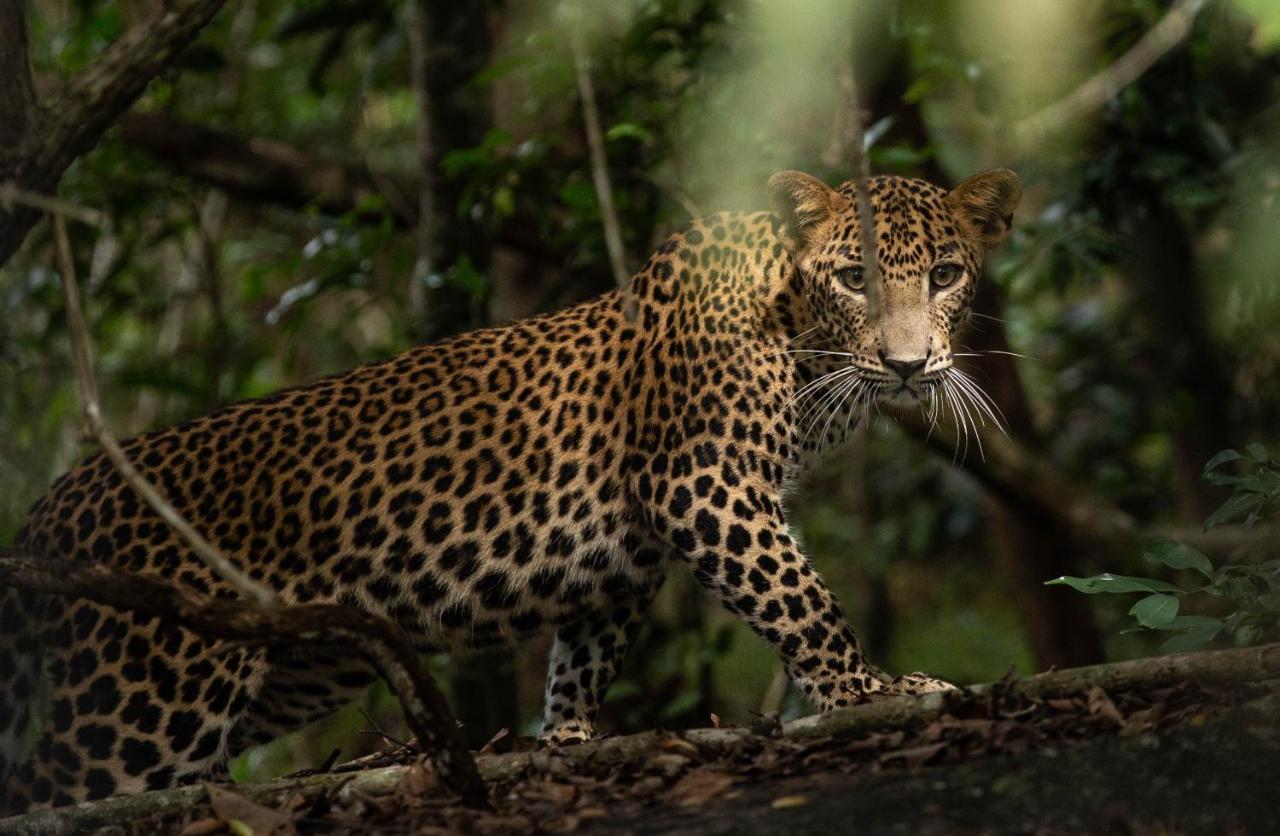 Hotel Makini Bush Camp, Yala Exterior foto